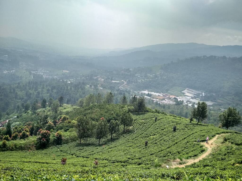 Kawasan perkebunan teh Riung Gunung Bogor.