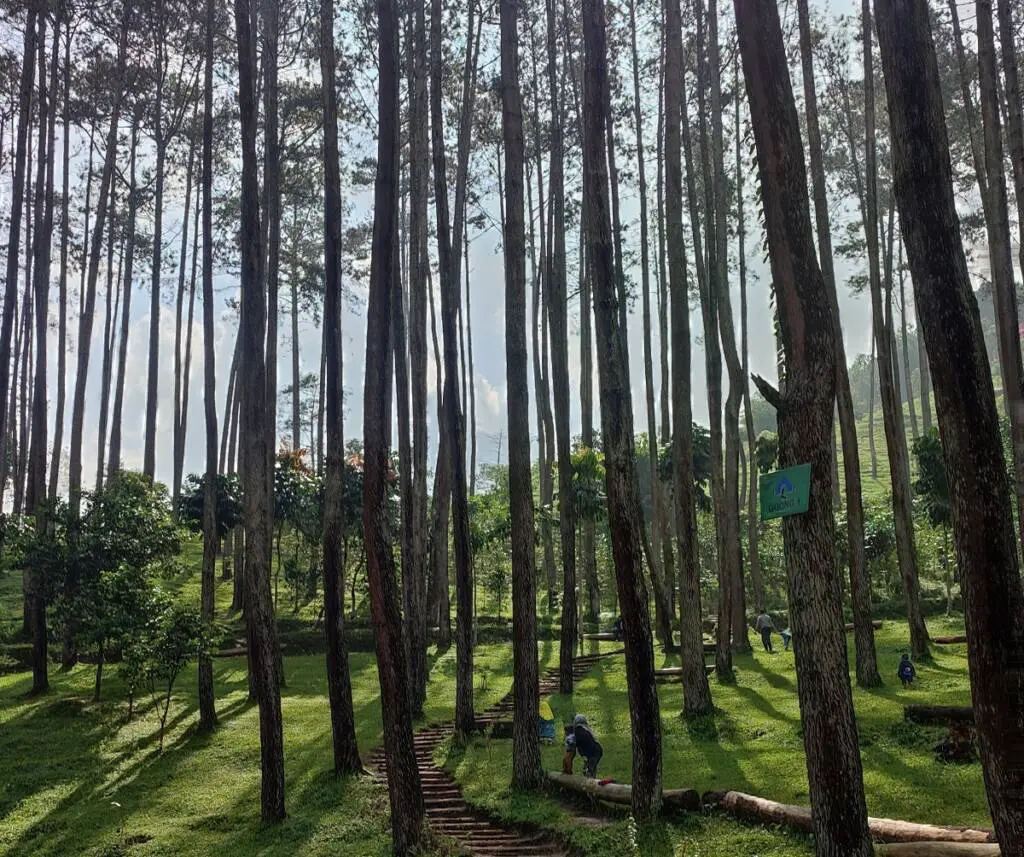 Wisata hutan pinus Batu Kuda Bandung