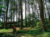 Wisata Hutan Pinus Pal 16 Cikole Bandung.