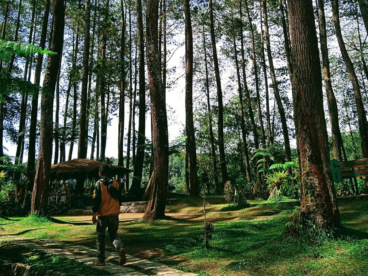 Cikole Grafika Wisata Hutan Pinus Di Lembang Shine Fi 4522