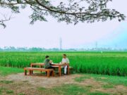 makan di tepi sawah padi-padi tangerang