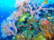 keindahan alam bawah laut pantai amed