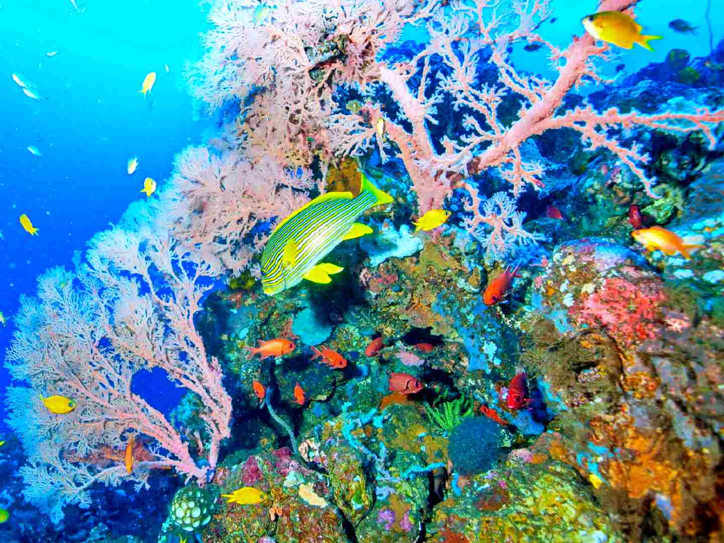 keindahan alam bawah laut pantai amed