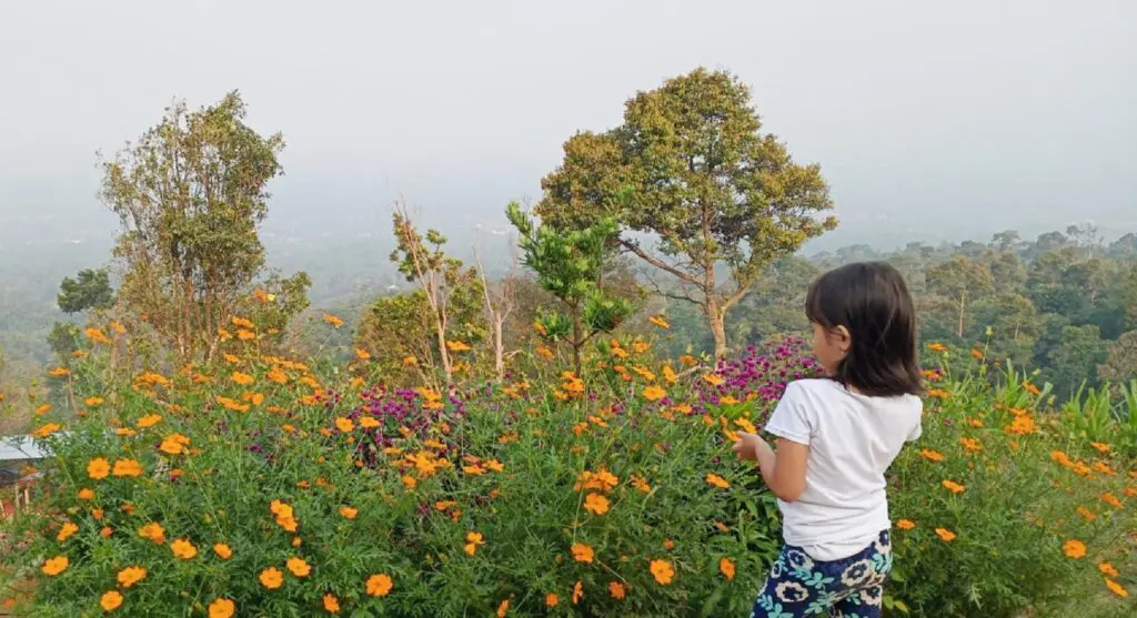 Pemandangan indah dengan bunga warna-warni di Kampung Domba Pandeglang
