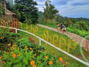 taman bunga di kampung domba