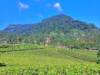 Bentang Alam Gunung Wayang Bandung dengan perkebunan teh