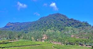 Bentang Alam Gunung Wayang Bandung dengan perkebunan teh