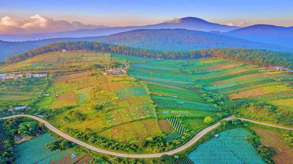 Pemandangan bentang alam perkebunan dan perbukitan new selo