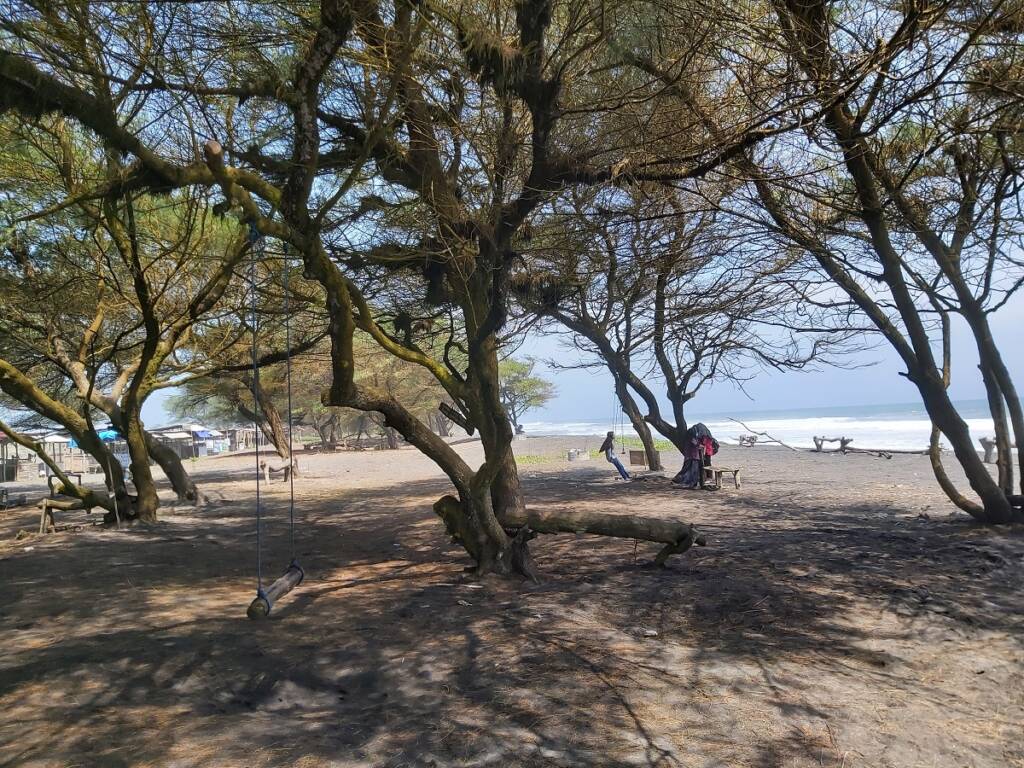 Pesona pantai yang ditumbuhi banyak pohon cemara