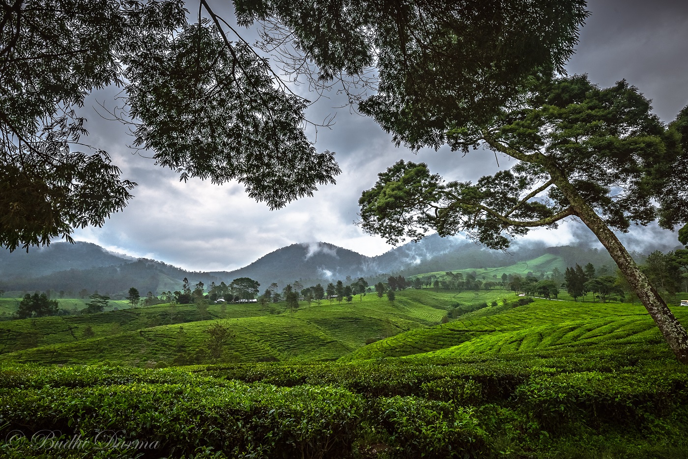 Panorama kebun teh dan gunung di sekitar Pinues Tilu
