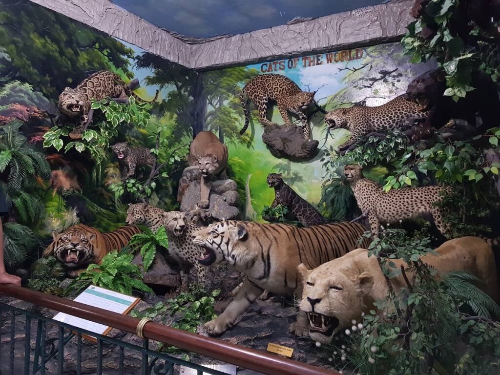 Museum ini adalah salah satu wisata edukasi di Medan dengan koleksi ribuan hewan yang diawetkan