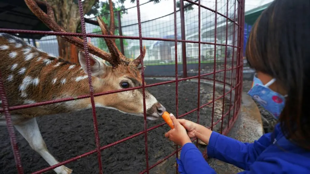 Hewan rusa yang jadi salah satu koleksi di Suraloka Zoo