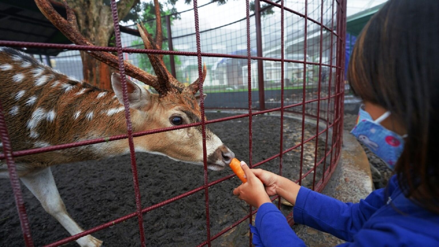 SURALOKA ZOO: Tiket Masuk, Wahana Dan Fasilitas - Oktober 2024