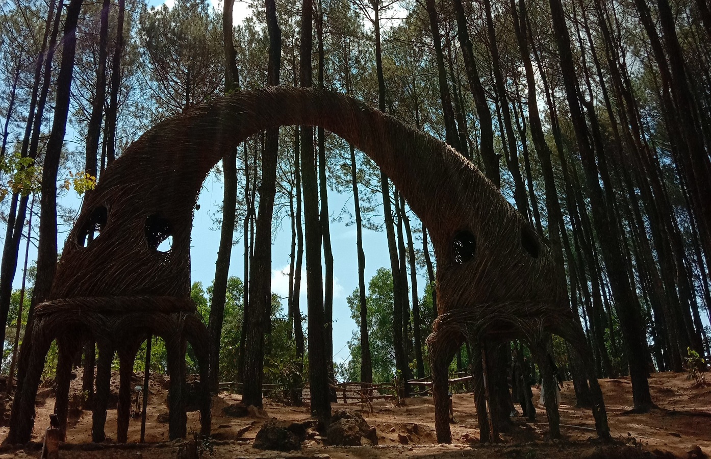 Spot foto di Hutan Pinus Pengger