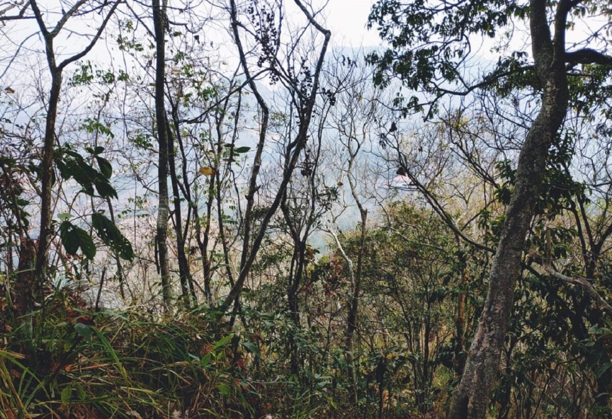 Pemandangan di jalur pendakian Gunung Gambir
