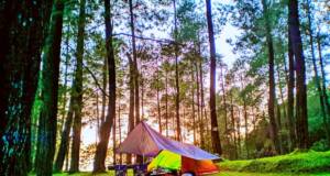 tenda wisatawan di antara hutan pinus dan rumput hijau