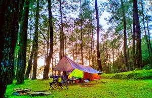 tenda wisatawan di antara hutan pinus dan rumput hijau