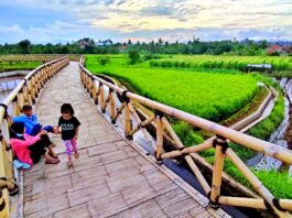 Pemandangan sawah di sekitar Bubulak Tepi Sawah Bogor