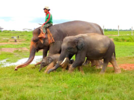 Taman Nasional Way Kambas merupakan tempat konservasi berbagai fauna dan flora langka