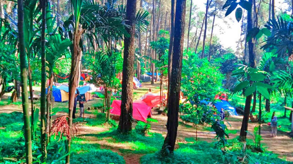 wisatawan berkemah di hutan Pinus sekitar Curug Hiji