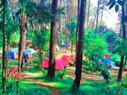 wisatawan berkemah di hutan Pinus sekitar Curug Hiji