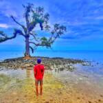 Pohon Galau di Pantai Pulau Sebira