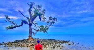 Pohon Galau di Pantai Pulau Sebira