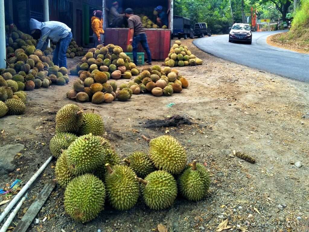 Pedagang durian Coban Kethak