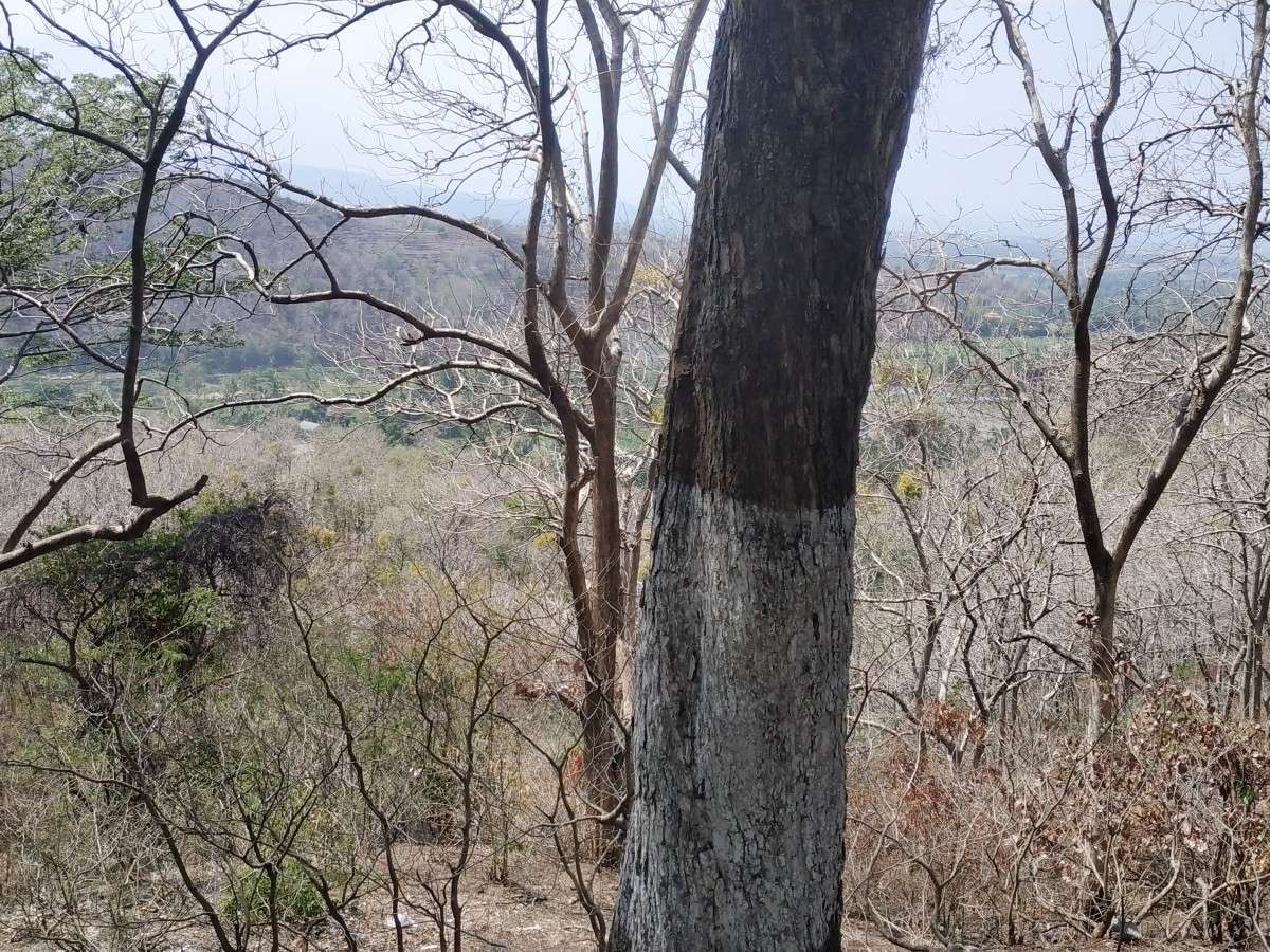 Pepohonan gersang di Arak-arak Bondowoso