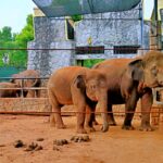 Sepasang gajah di Maharani Zoo Lamongan