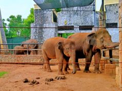 Sepasang gajah di Maharani Zoo Lamongan