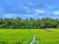 Area persawahan di kajeng rice field