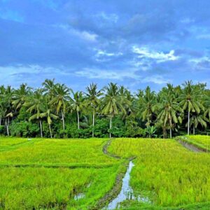 Area persawahan di kajeng rice field