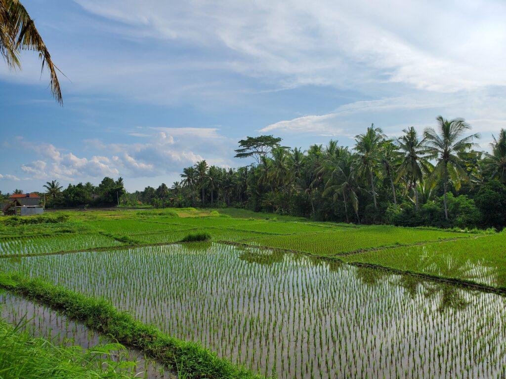 Pemandangan sawah di Kajeng Rice Field Ubud