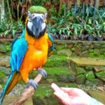 Burung Beo Biru Keemasan di Bird Pavillion Lembang
