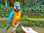 Burung Beo Biru Keemasan di Bird Pavillion Lembang