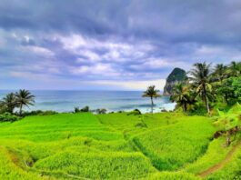 Hamparan sawah terasering di tepi Pantai Pangasan Pacitan