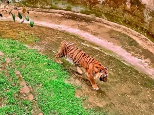 Harimau di Kebun Binatang Bandung