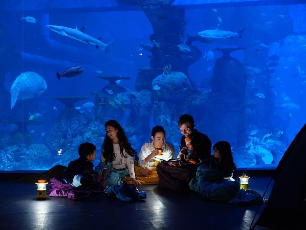 camping di Jakarta aquarium