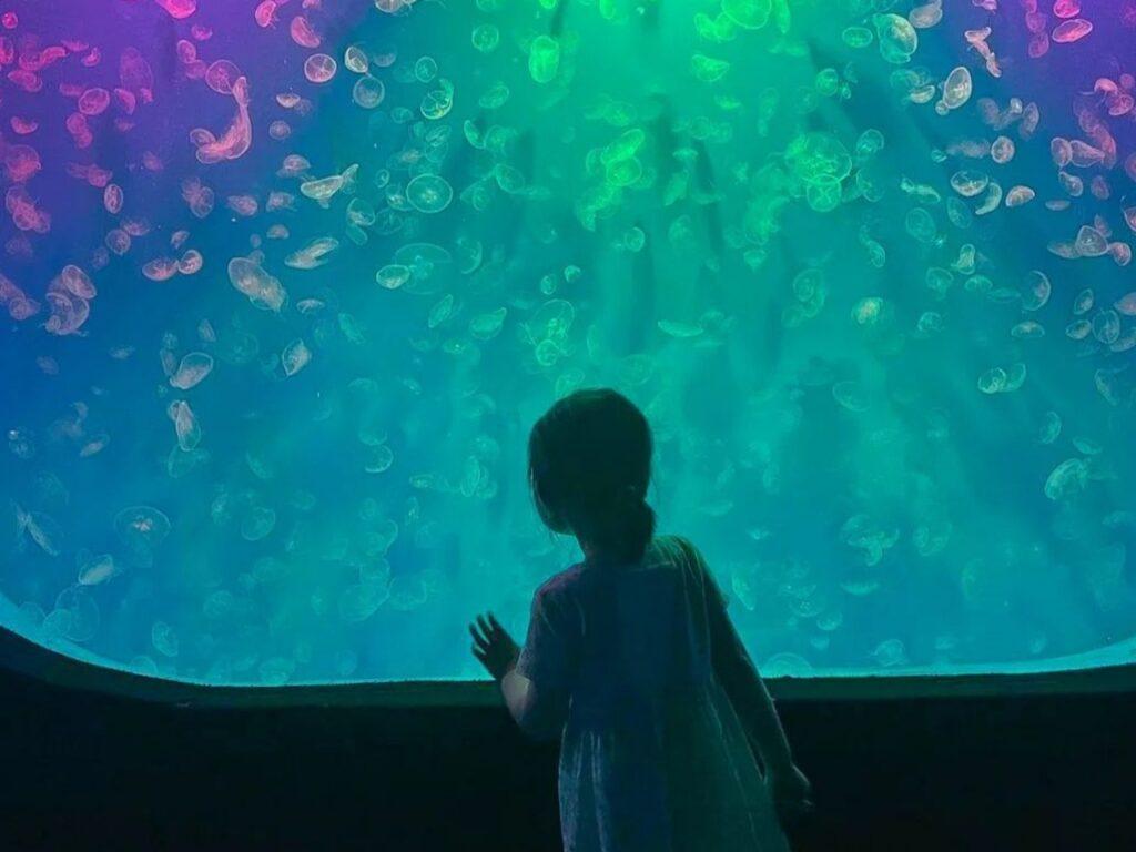 melihat ubur-ubur di jellyfish exhibit