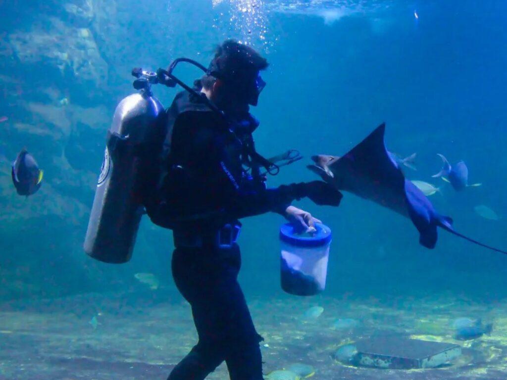 memberi makan ikan sambil menyelam di akuarium sea world