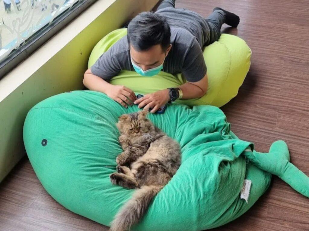 seorang pria bermain dengan seekor kucing di Neco Cat Cafe 