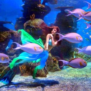 Pertunjukan dalam akuarium berjudul Pearl Of The Sea di Jakarta Aquarium Safari