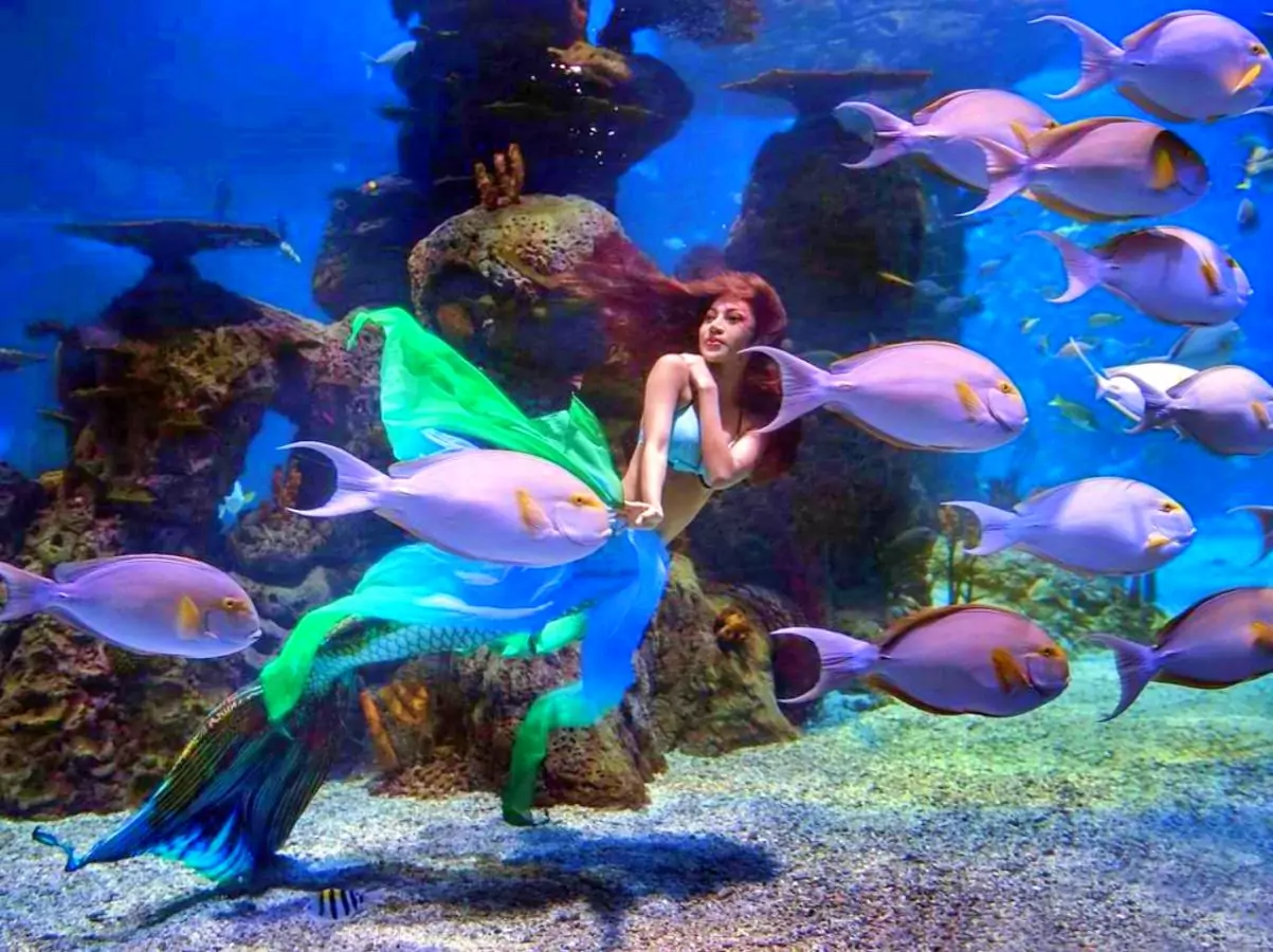 Pertunjukan dalam akuarium berjudul Pearl Of The Sea di Jakarta Aquarium Safari