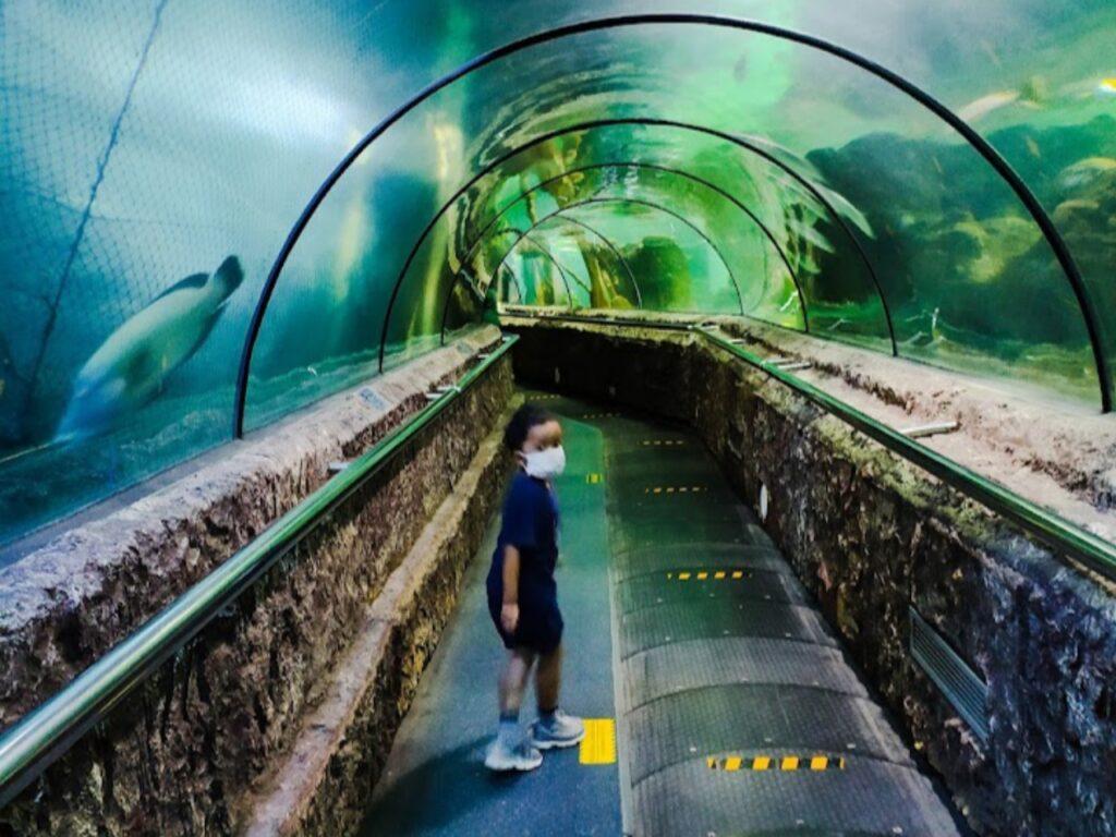 wahana under water tunnel di sea world