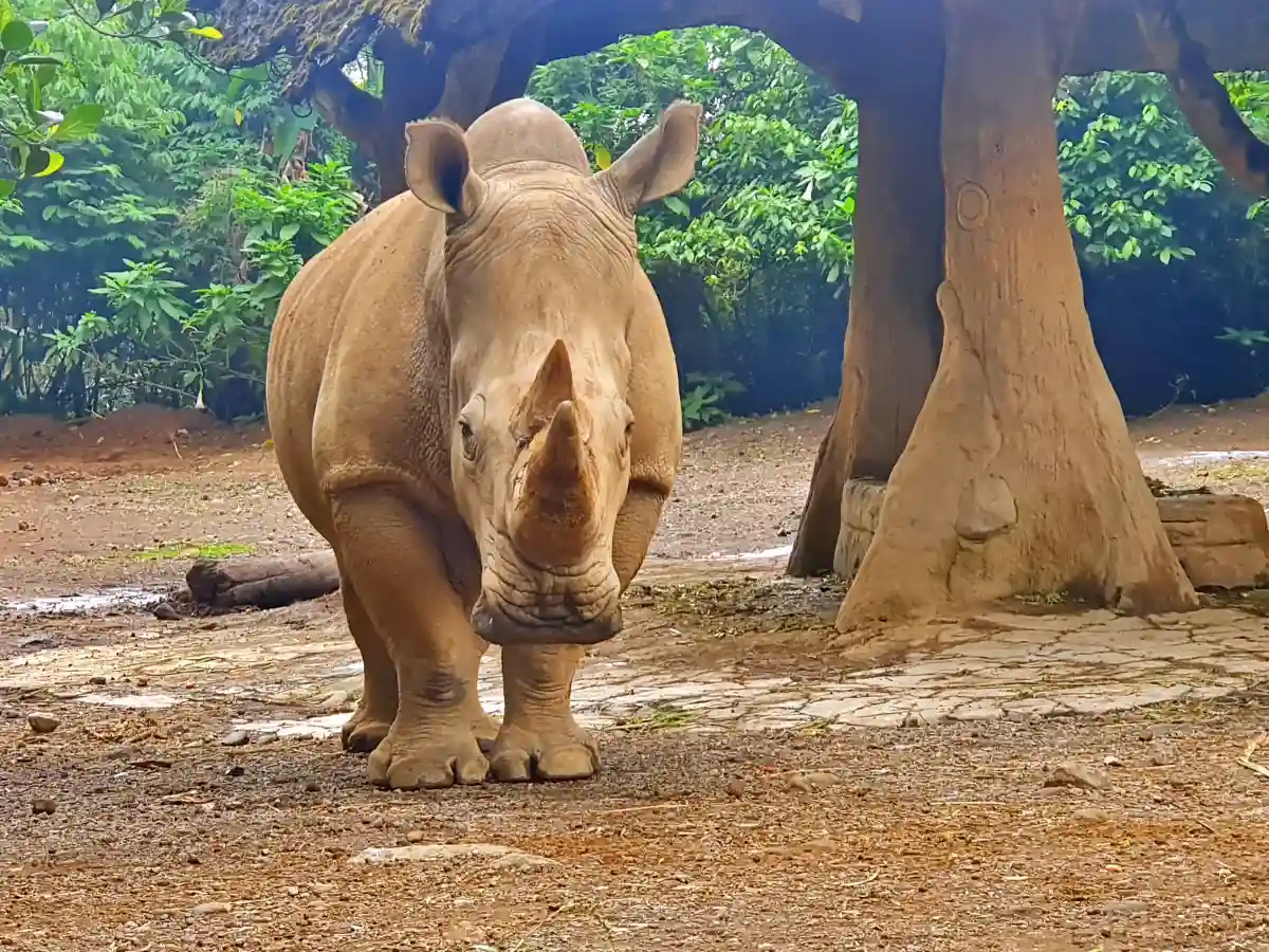 Badak di Taman Safari Bogor