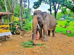 Gajah di Kebun Binatang Simalingkar Medan