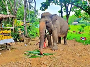 Gajah di Kebun Binatang Simalingkar Medan