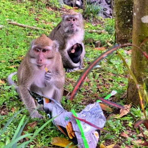 Monyet liar di kawasan Tlogo Putri