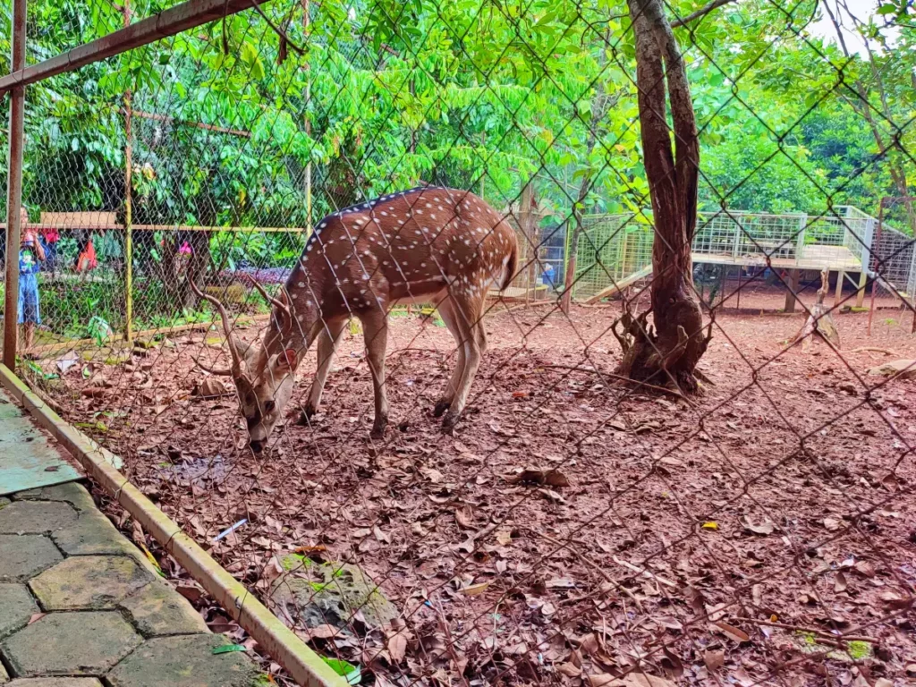 Rusa di Kebun Binatang Mini Kampung Kahuripan Cirangkong